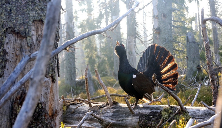 Tetřevy lze na Šumavě fotografovat jen v režimu "přísně tajné" říká známý fotograf přírody Jaroslav Vogeltanz