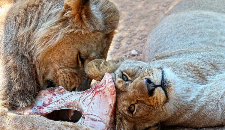 Lvice Farida odjela ze zoo, v novém domově se dočká partnera