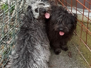 Deset psů pleme pumi skončilo v útulku. Teď hledají nové páníčky