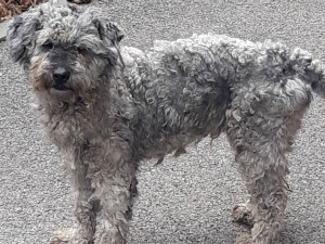 Deset psů pleme pumi skončilo v útulku. Teď hledají nové páníčky