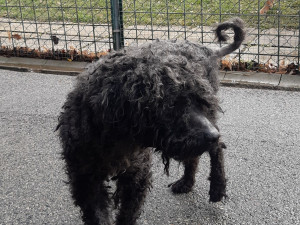 Deset psů pleme pumi skončilo v útulku. Teď hledají nové páníčky