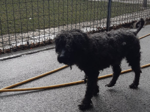 Deset psů pleme pumi skončilo v útulku. Teď hledají nové páníčky