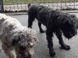 Deset psů pleme pumi skončilo v útulku. Teď hledají nové páníčky