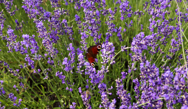 Léčba deprese či roztroušené sklerózy. Výzkum prokázal obsah léčivých látek v bio bylině pěstované na Berounsku.