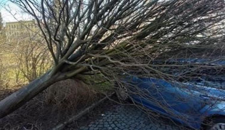 V centru Prostějova spadl strom na zaparkovaný automobil. Ukázalo se, že neměl téměř žádné kořeny