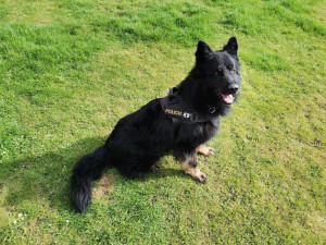 Služební pes Beggan.