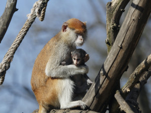 Zoo Hluboka nad Vltavou
