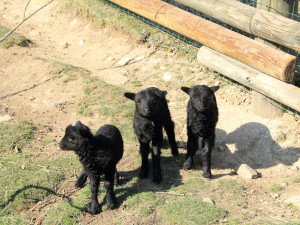 Zoo Hluboka nad Vltavou