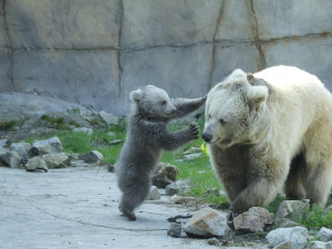 Zoo Hluboka nad Vltavou