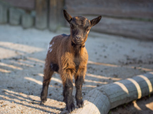 Na Bílou sobotu oslaví Velikonoce i v Jihočeské zoologické zahradě Hluboká nad Vltavou