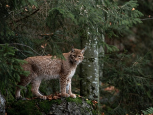 Čeští vědci se zatím brání vypouštění dalších rysů do šumavské přírody
