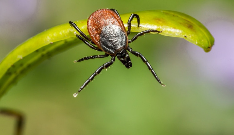 Jihočeští hygienici loni zaznamenali nárůst případů klíšťových onemocnění