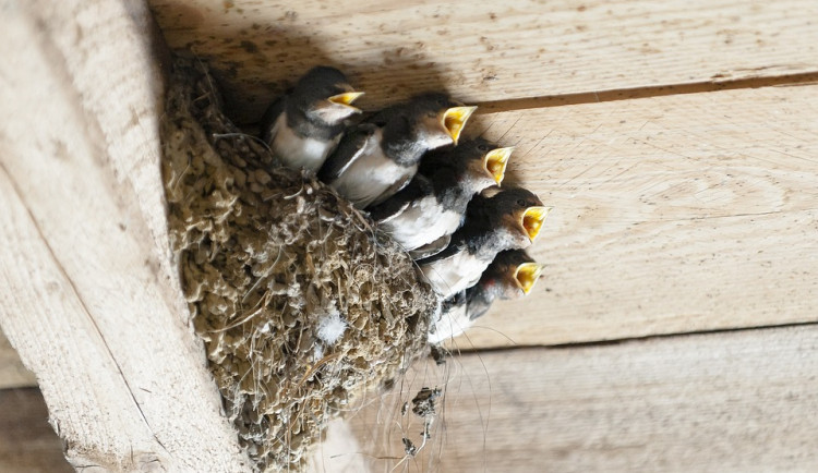 Shazování hnízd vlaštovek a jiřiček je protizákonné. Nechte je u sebe bydlet, žádají ornitologové