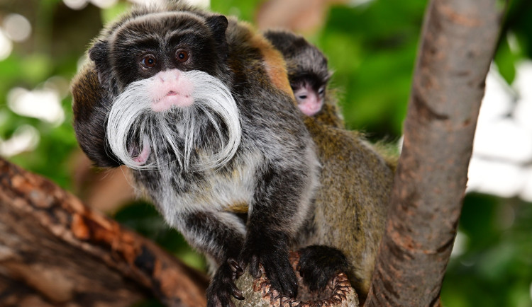 Nová mláďata v olomoucké zoo. Tamaríni vousatí přivedli na svět dvojčata