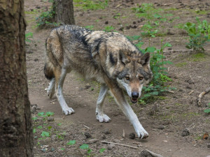 V krajním případě zastřelit? Rakušané řeší útoky vlků u hranic s Českem