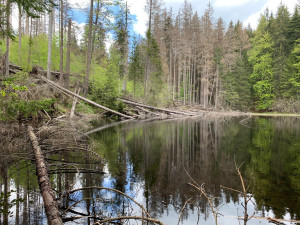Turisté se znovu dostanou k Boubínskému jezírku. Lesy ČR připraví náhradní trasu