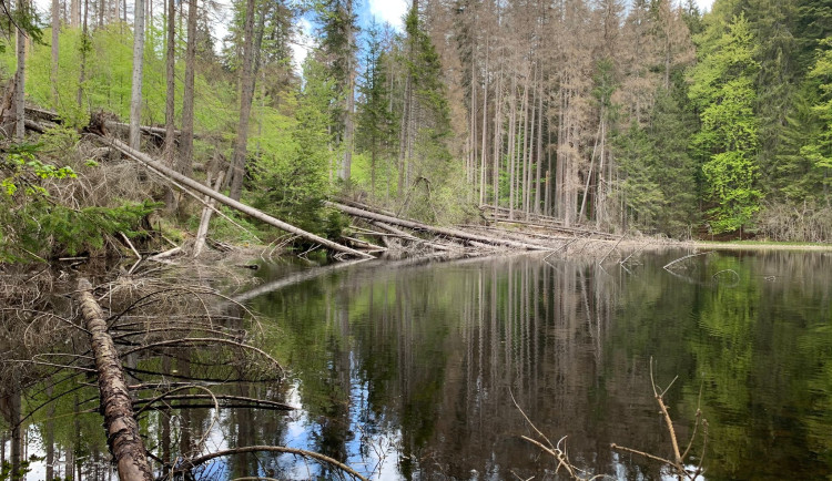 Turisté se znovu dostanou k Boubínskému jezírku. Lesy ČR připraví náhradní trasu