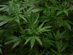 Pětadvacetiletý dealer prodával několik let marihuanu. Zadrželi ho policisté