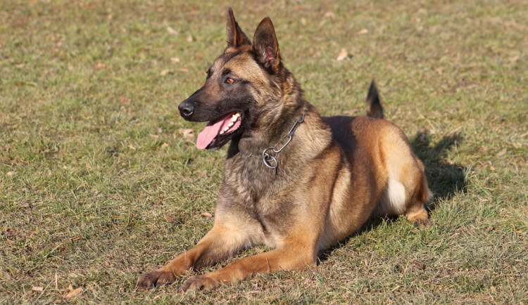 Žena se ztratila při přeparkování auta. Našla ji policejní fena Ennysa