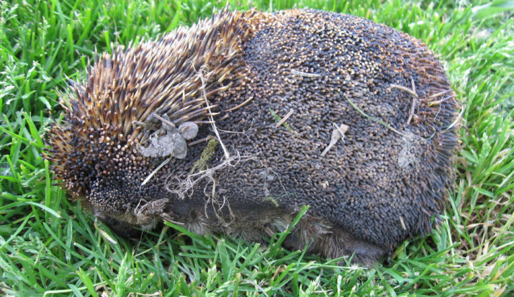 Před pálením zkontrolujte, jestli se v hromadě klestí někdo nezabydlel, radí záchranné stanice