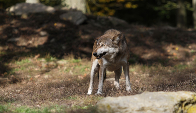 Pozorování vlků v česko-rakouském příhraničí přibývá. Jeden se toulal ulicemi