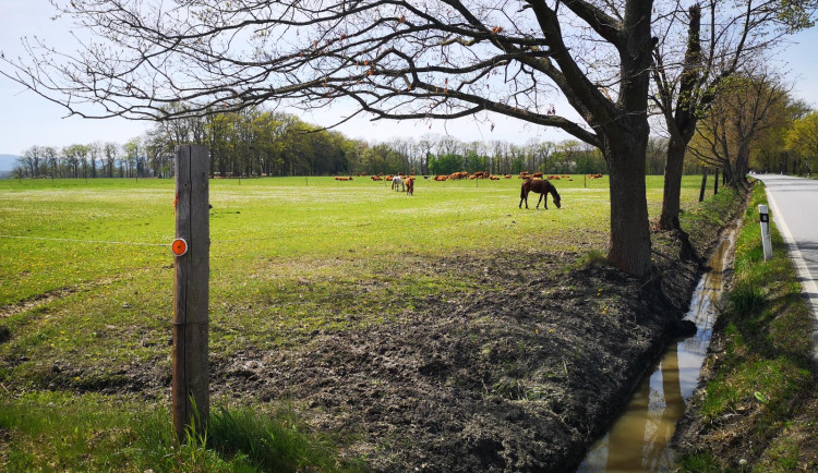 Policie vyšetřuje smrt koně. Hledá svědky