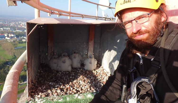 Sokolí plán vychovává nad Českými Budějovicemi čtyři mláďata.