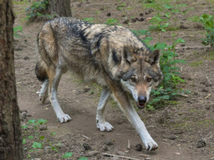 Hladík: Stát povolí odstřel nebezpečných jedinců jinak chráněného vlka