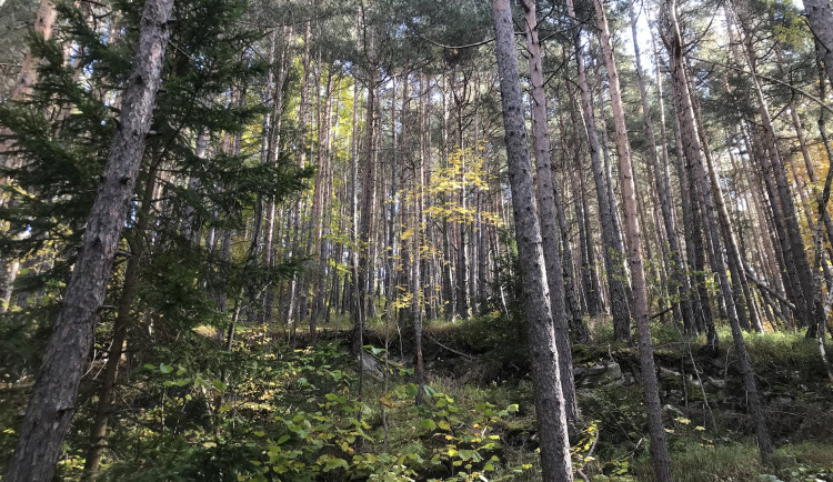 Muž našel v lese 19 granátů. Mohlo jít o život