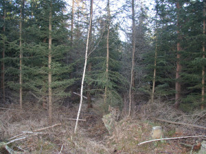 Policie stále pátrá po totožnosti mrtvého muže, kterého našla v lese u Nové Pece