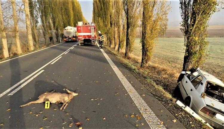 Pozor na srážky se zvěří. V Olomouckém kraji je nejrizikovější úsek u Litovle