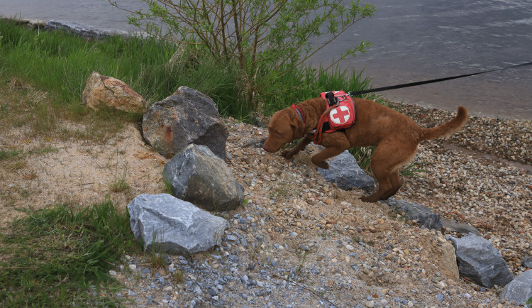 Psi dokážou téměř přesně najít místo, kde ve vodě leží utonulý, říká ředitel lipenských záchranářů