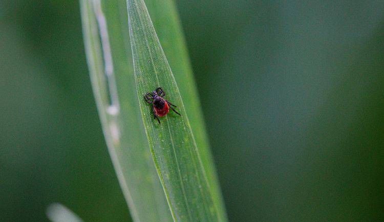 Počasí nahrává klíšťatům. Jejich aktivita je na jihu Čech na nejvyšším stupni