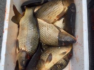 V dodávce vezl cizinec živé i mrtvé ryby a další vodní živočichy. Mířil do Rakouska