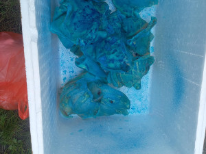 V dodávce vezl cizinec živé i mrtvé ryby a další vodní živočichy. Mířil do Rakouska