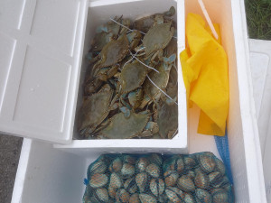 V dodávce vezl cizinec živé i mrtvé ryby a další vodní živočichy. Mířil do Rakouska