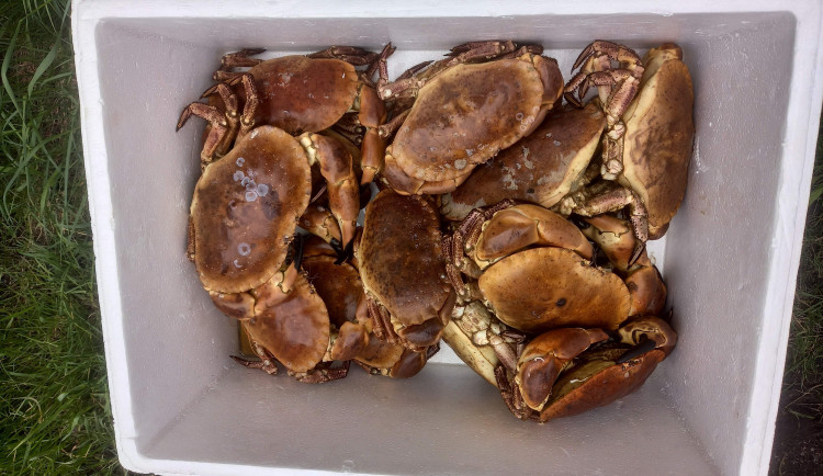 V dodávce vezl cizinec živé i mrtvé ryby a další vodní živočichy. Mířil do Rakouska