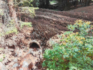 Národní park Šumava uložil kašperskohorským lesům pokutu 1,5 milionu za nešetrnou těžbu dřeva