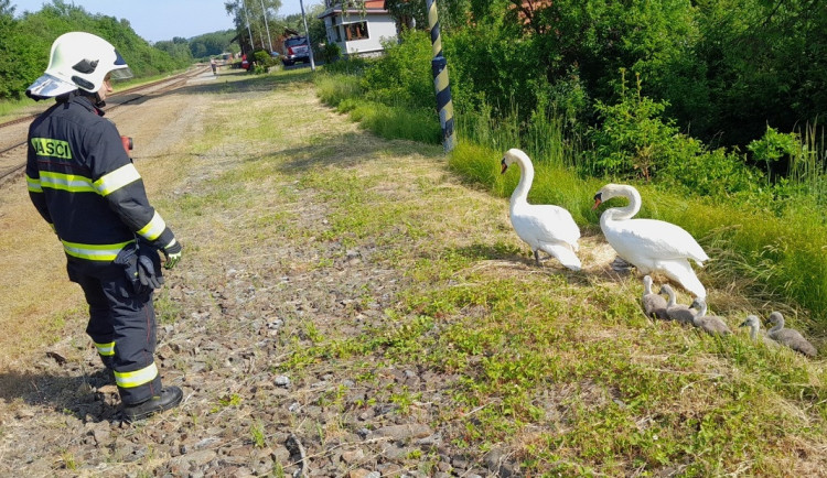 Labutí rodinka vyrazila na procházku k nádraží, do bezpečí ji doprovodili hasiči