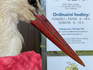 U kolejí ležel zraněný čáp. Je ve velmi špatném stavu