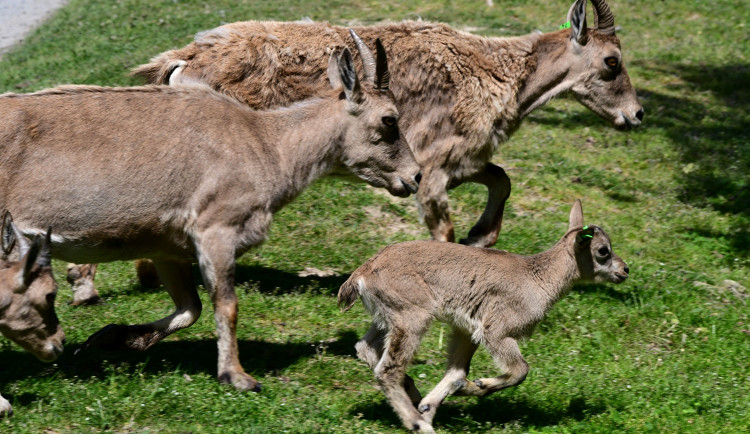 V olomoucké zoo se narodilo pět vzácných kozorožců. V přírodě jich zůstává posledních pět stovek