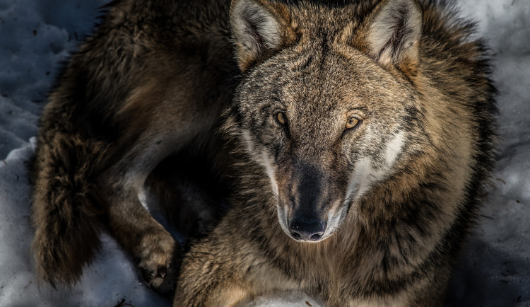 Vlčí smečky se na Šumavě vyskytují už šest let. Co nich víme?