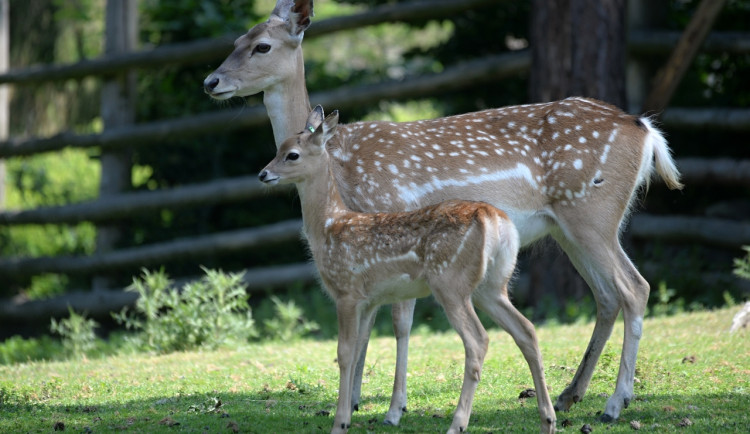 V Zoo Olomouc se narodilo mládě daňka mezopotámského. Druh je na pokraji vyhynutí