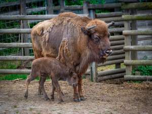 V táborské zoologické zahradě se narodilo další mládě zubra evropského