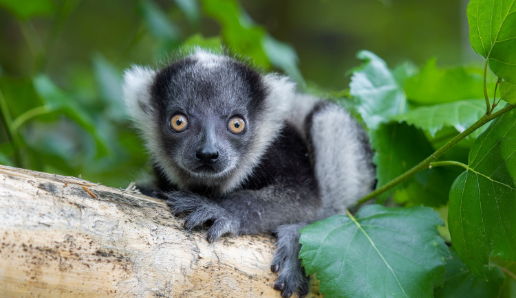 Roztomilý kluk se má čile k světu. V olomoucké zoo se narodilo mládě kriticky ohroženého lemura