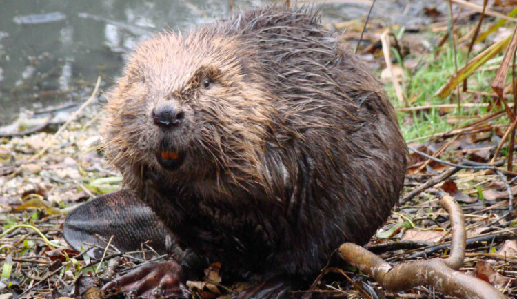 Bobři na Nemilance v Olomouci dělají vrásky ochranářům. Občas pokácí i nové stromy nebo keře