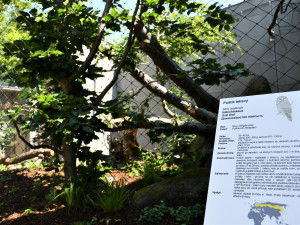 Zoo v Hluboké nad Vltavou má novou expozici sov