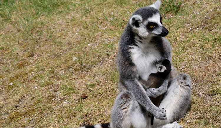 Olomoucká zoo se může pochlubit dalším mládětem lemura. Víc než deset let zde funguje chovná stanice