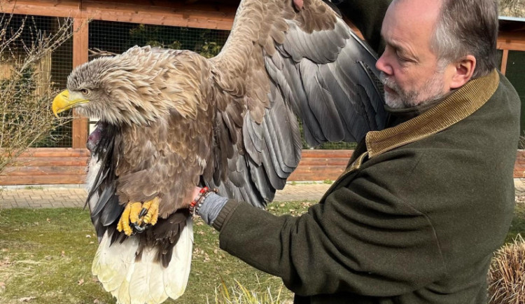 Orel s amputovaným křídlem si v Makově zvyká. Čáp potřebuje vyrobit speciální protézu