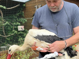 Orel s amputovaným křídlem si v Makově zvyká. Čáp potřebuje vyrobit protézu